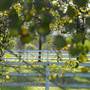 Private Horse Stud - Agnes Banks