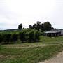 Watkins Orchard (Mandarin & Cumquat)