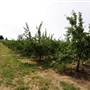 Watkins Orchard (Mandarin & Cumquat)