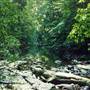 Way Way State Forest