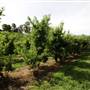 Watkins Orchard (Mandarin & Cumquat)