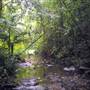 Way Way State Forest