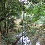 Booyong Flora Reserve