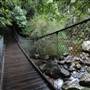 Minnamurra Rainforest Walk