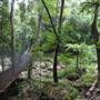 Minnamurra Rainforest Walk