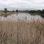 Lake Illawarra North-Budjong Creek Wetland
