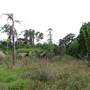 Brownlow Hill - File 2