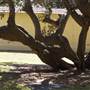 Nielsen Park