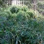 Private Properties - Bamboo, Jungle, Exotic, Forest