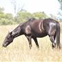 Scenic NSW Equine Centre