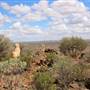 Broken Hill Sculptures Site and Living Desert