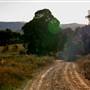 Hopeful Ranch Olive Farm File 1