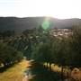 Hopeful Ranch Olive Farm File 1