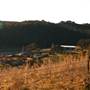 Hopeful Ranch Olive Farm File 1
