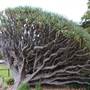 Maiden Theatre - Royal Botanic Garden Sydney