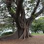 Maiden Theatre - Royal Botanic Garden Sydney