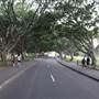 The Domain - Royal Botanic Garden Sydney