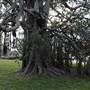 Mrs. Macquarie's Point - Royal Botanic Garden Sydney