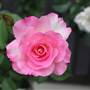 Rose Garden & Pavilion - Royal Botanic Garden Sydney