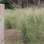 Centennial Park - Ash Paddock