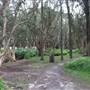 Centennial Park - Lachlan Swamp