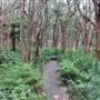 Centennial Park - Lachlan Swamp
