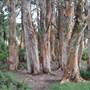 Centennial Park - Lachlan Swamp