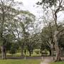 Centennial Park - Paperbark Grove