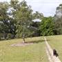 Centennial Park - Paperbark Grove