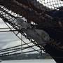 James Craig - Tall ship