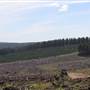 Jenolan State Forest - Logged Area