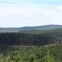 Jenolan State Forest - Logged Area