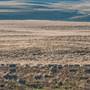 Monaro Plains