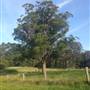 Prize Farm - Private Property Minimbah