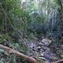 Minnamurra Rainforest Walk - Budderoo National Park