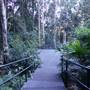 Minnamurra Rainforest Walk - Budderoo National Park