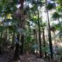Munmorah State Conservation Area - Palms Picnic Area