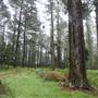 Jenolan State Forest