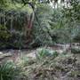 Red Cedar Flat picnic area