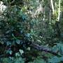 Mount Keira Scout Camp File 1