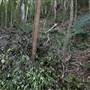 Mount Keira Scout Camp File 1