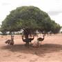 Emu Logic