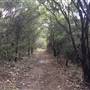 The Gully Walk, Katoomba (formerly Catalina Park)