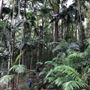 Ardeena - Jungle / Rainforest Private Property