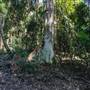 Ardeena - Jungle / Rainforest Private Property