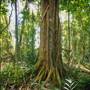 Ardeena - Jungle / Rainforest Private Property