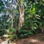 Ardeena - Jungle / Rainforest Private Property