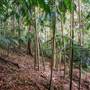 Ardeena - Jungle / Rainforest Private Property