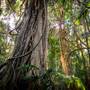 Ardeena - Jungle / Rainforest Private Property