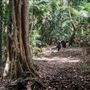 Ardeena - Jungle / Rainforest Private Property